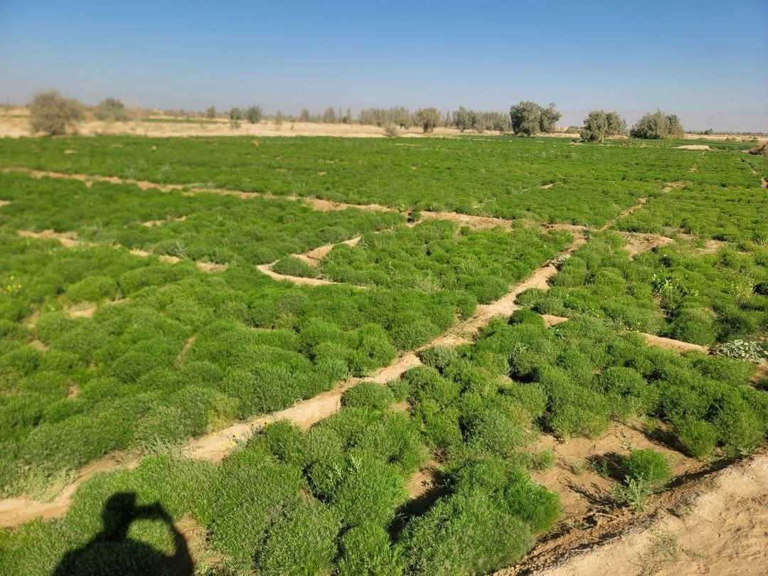 كم رية يأخذها الكمون في الأرض الصفراء