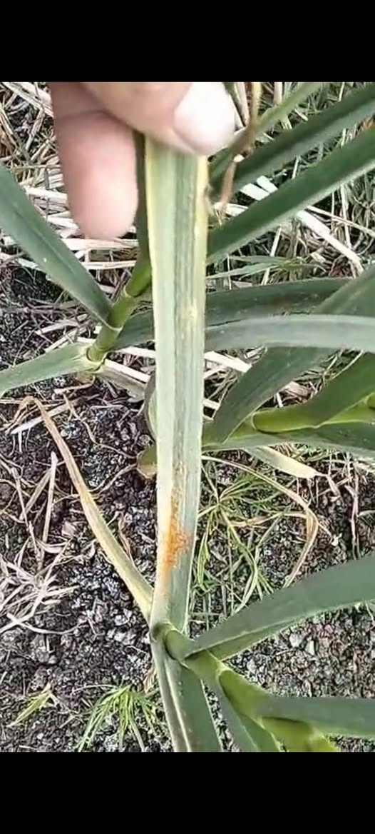 النهارده رشيت سترات بوتاسيوم 
هل بكره أرش مبيد شوتر