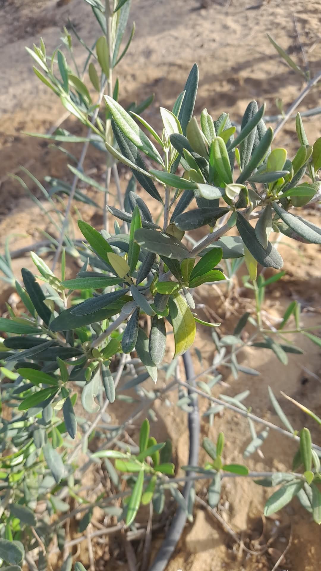 علاج هذا المرض في الزيتون