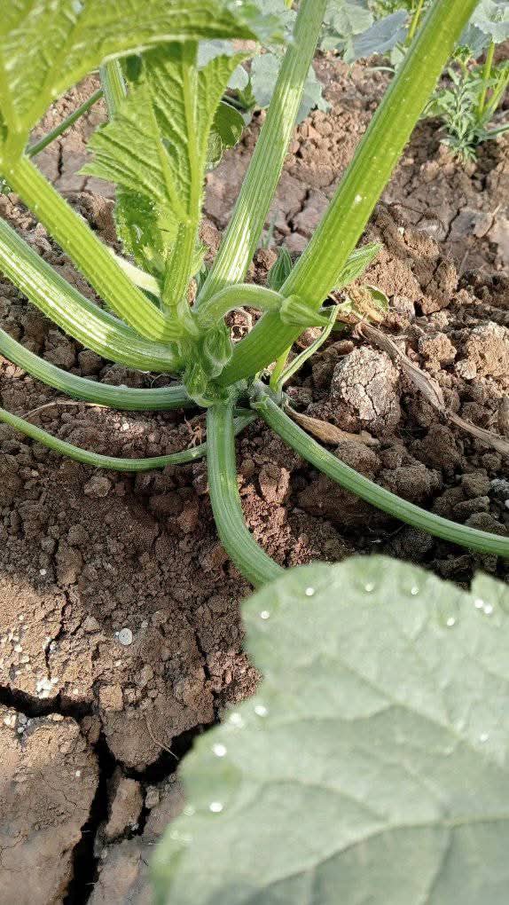 إيه اسبب الكوسه طالع مش مستقيمه وايه العلاج  بعد اذنكم