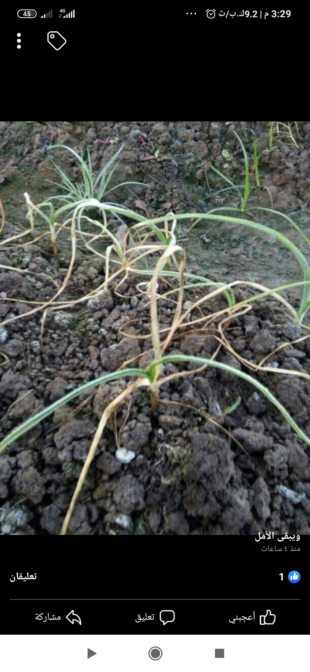 اصفرار أطراف الثوم - اصفرار أطراف الثوم ثم الجفاف