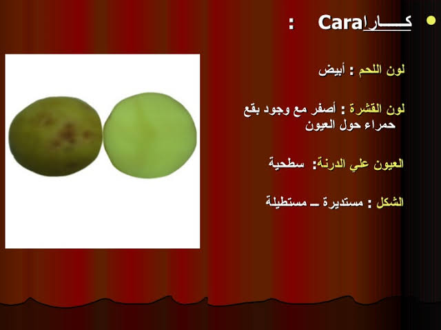 برنامج رى وتسديد البطاطس   - برنامج  رى وتسميد البطاطس  رى تنقيط منطقة النوباريه أرض رمليه حمراء