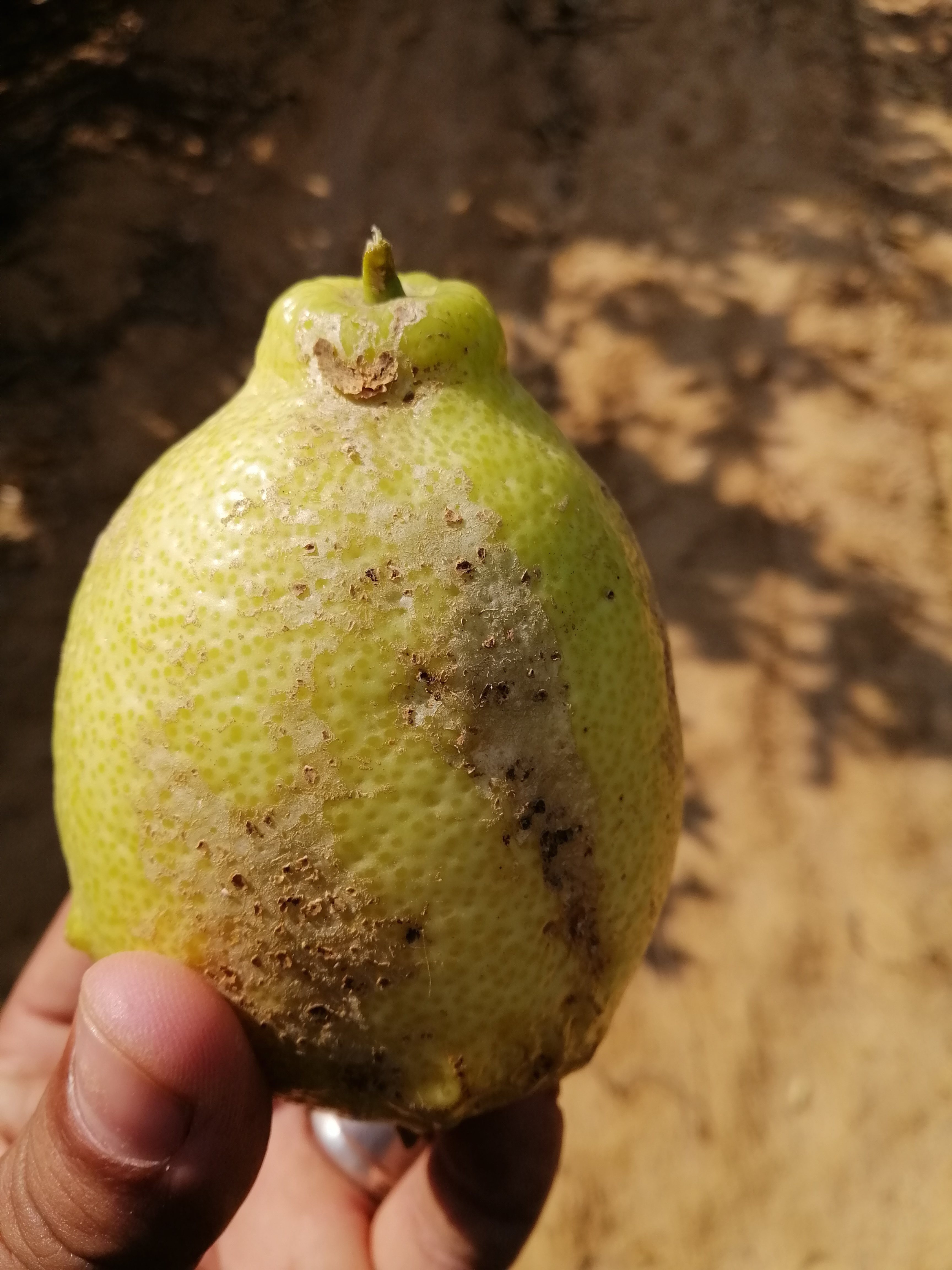 اليمون - متى يتم جمعه