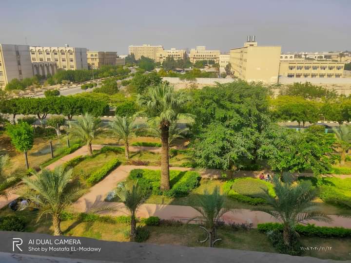 البرنامج التسميدي للقمح  - الارض رملية