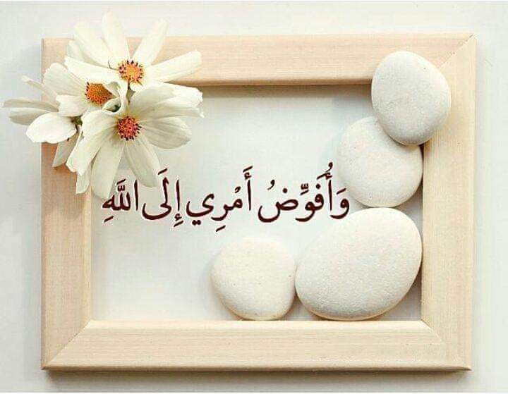 مميزات صنف بذور خيار كوانتم - من حيث الإنتاج
ومقاومة الأمراض