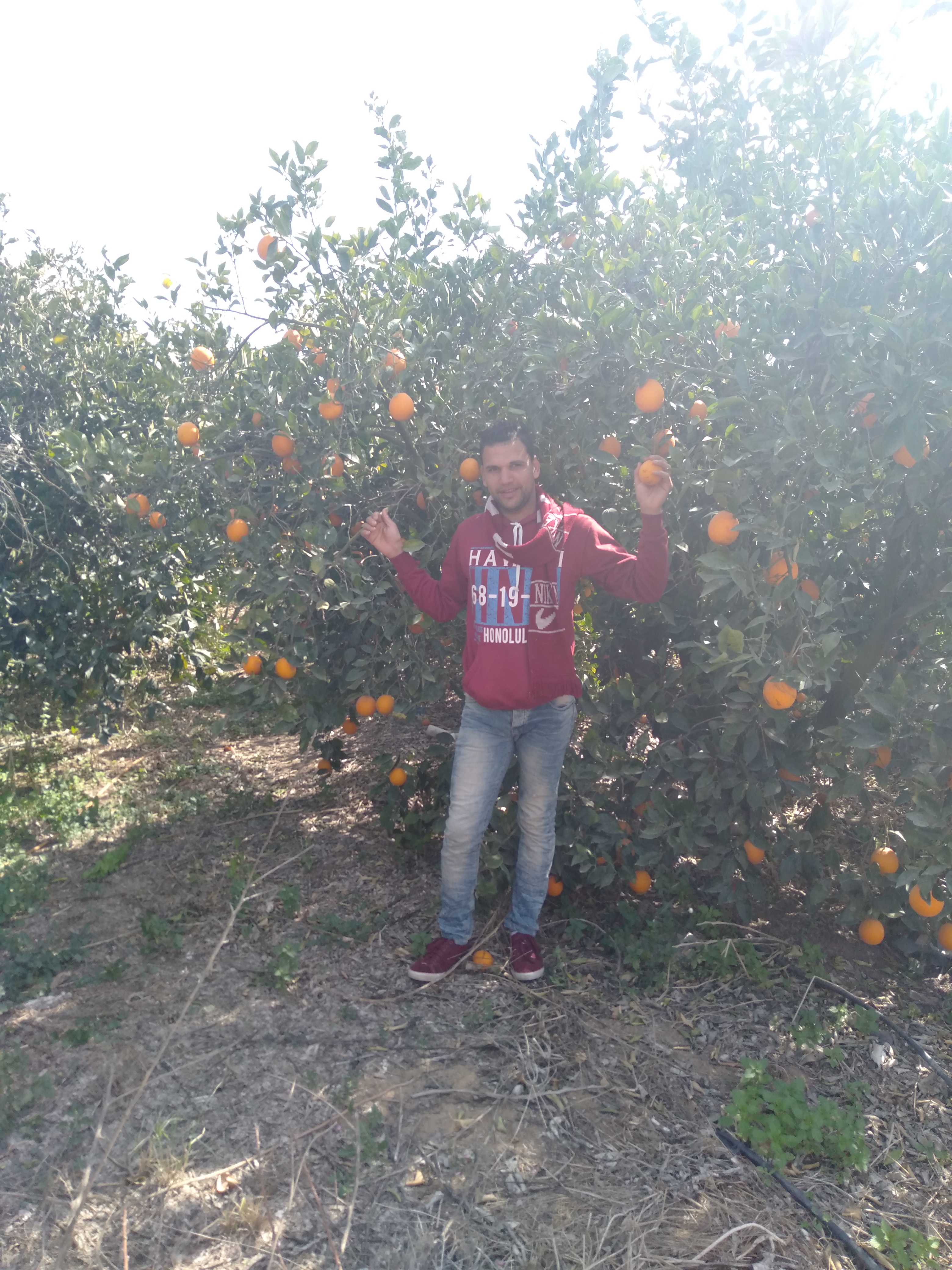 أنواع المبيدات المطلوبه للبرتقال في شهر مايو - أنواع المبيدات المطلوبه للبرتقال الصيفي في شهر مايو
