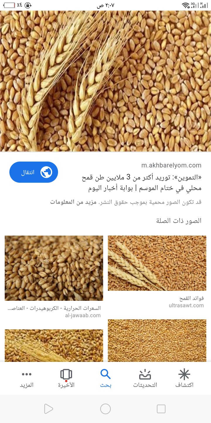 افضل انواغ القمح المقاومة للصدأ هذا العام - الاصناف المقاومة لصدأ في منطقة البحيرة