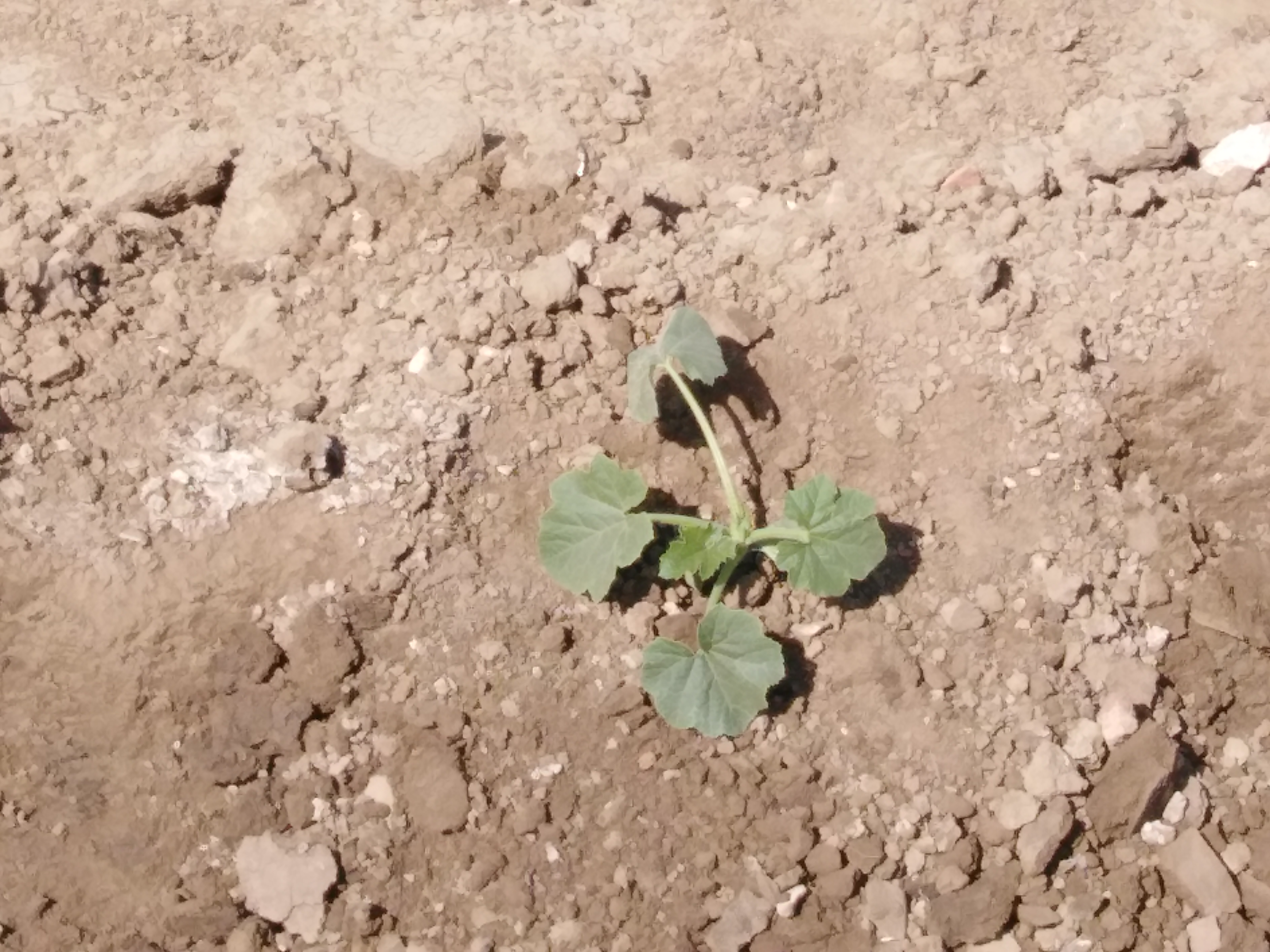 الكوسه عندى ضعيفه فى النمو بسبب برودة الجو ايه العمل؟  - اعمل ايه ارجو الافاده