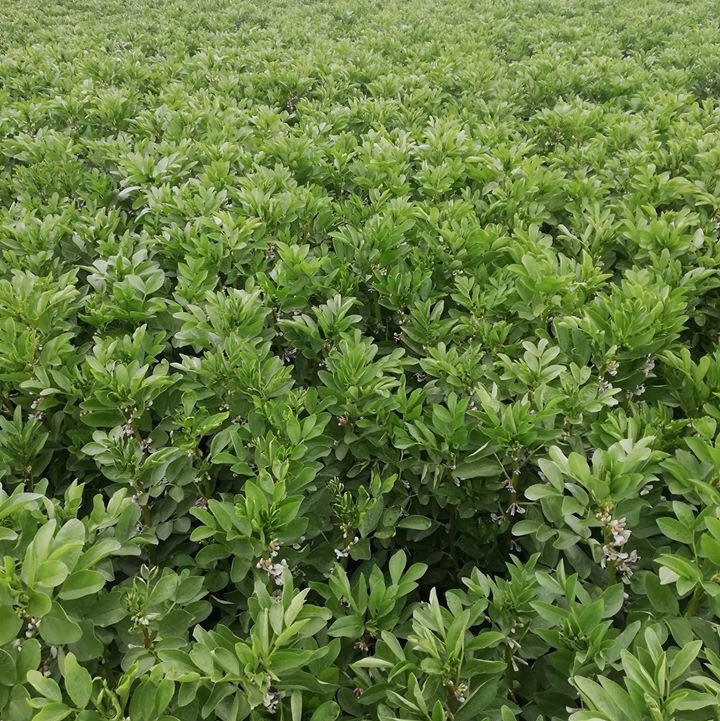 الفول - افضل مبيد فطرى للفول البلدى