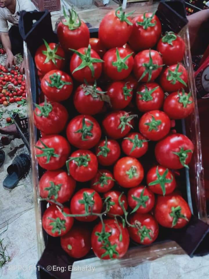 ما هي اصناف الطماطم التي تزرع في منتصف شهر فبراير ذات إنتاج عالي - علما بأن الأرض رملية والزراعة مكشوفة