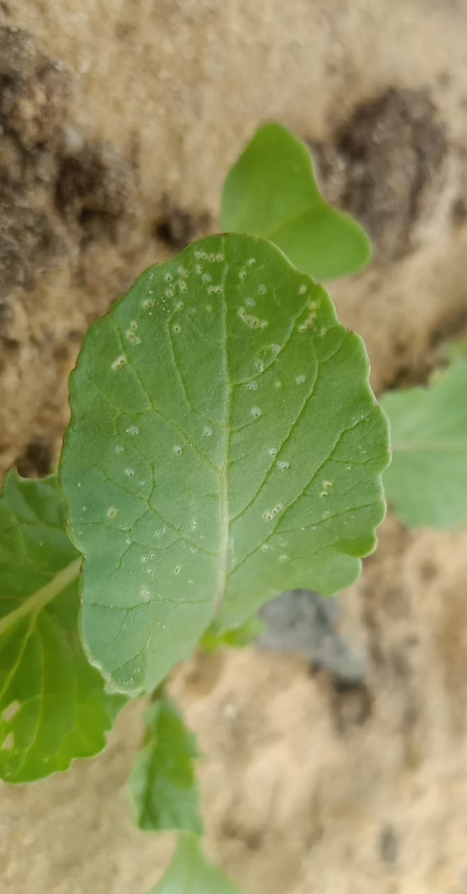 ما نوع هذه الاصابة - ثقوب صغيرة فى الورقة  