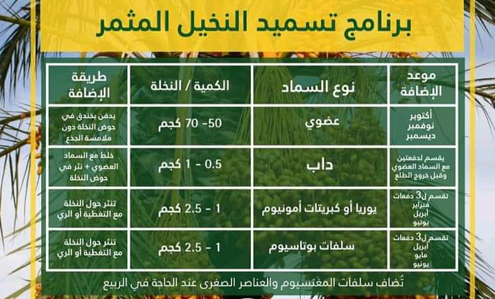 النخيل - علاج الذبول الفيوزارمي ف النخيل وطريقة التعرف عليه ف البداية 