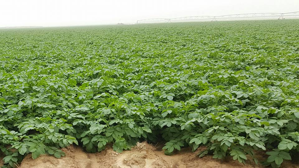 يوجد ذبول اوراق العنق ف البطاطس - البطاطس العروة النيليه