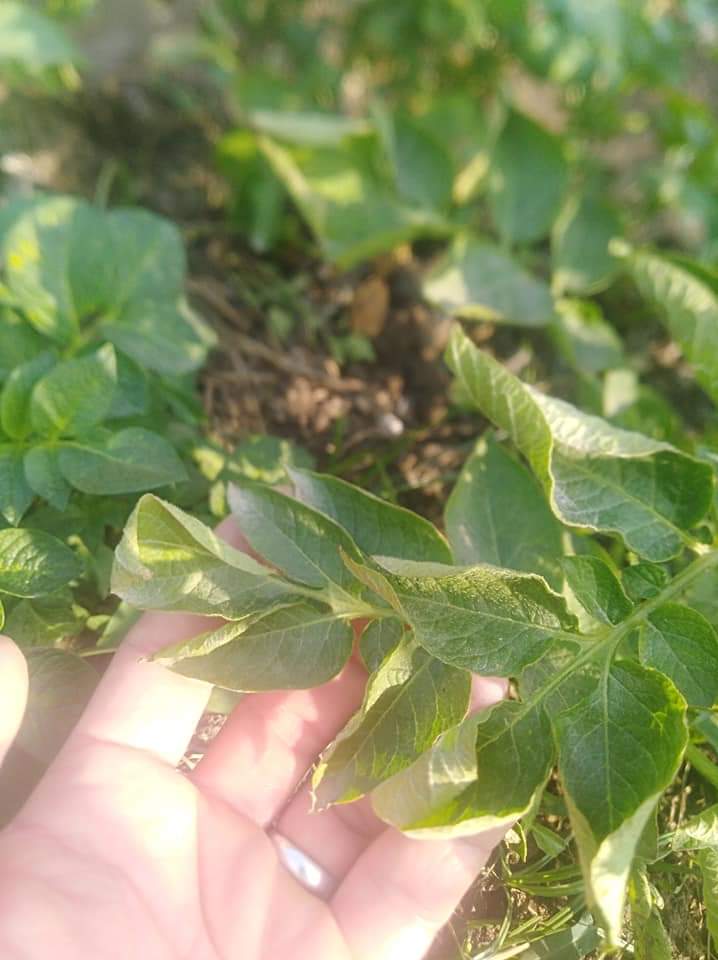 التفاف بطاطس - عندي اصابة في اوراق البطاطس