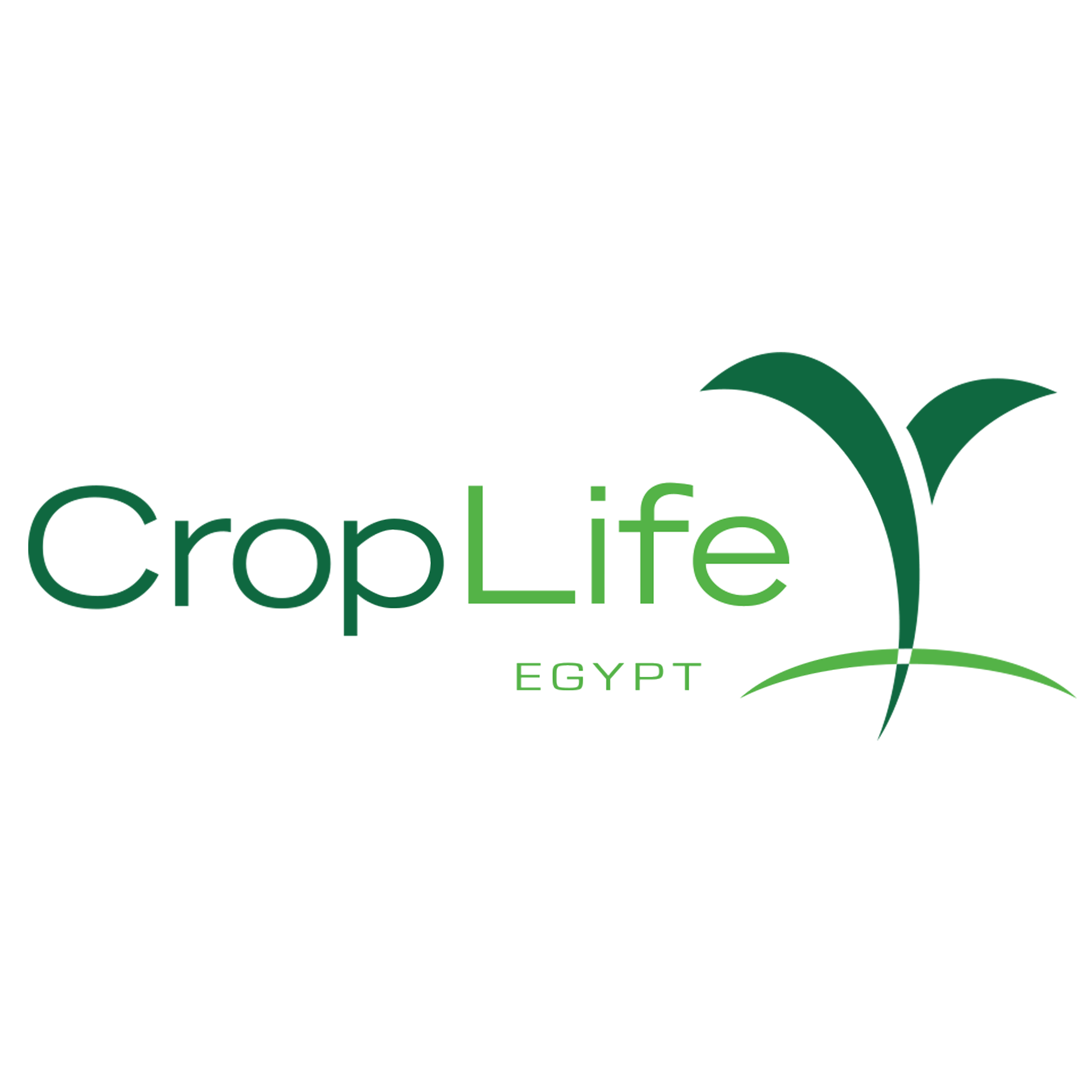 كروب لايف ايجيبت
