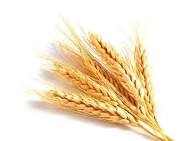 ندوة إرشادية عن القمح والأمراض المشتركة بالمنوفية