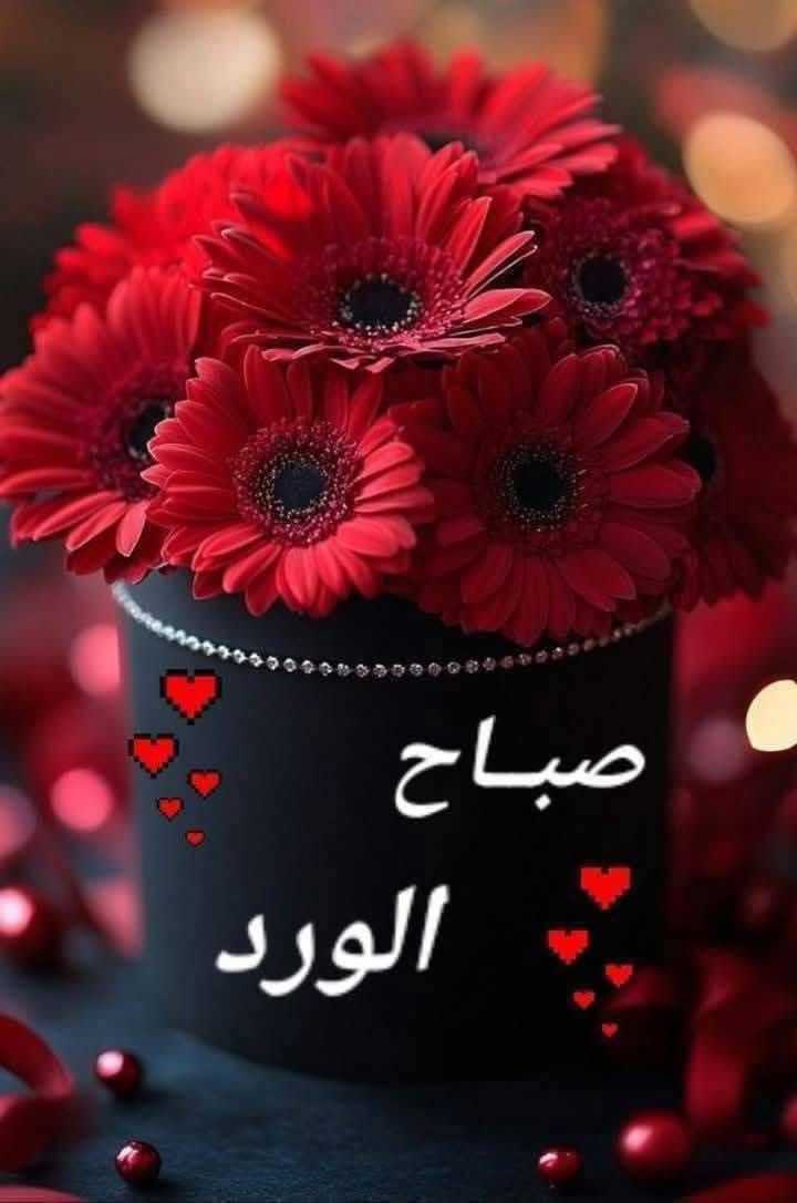 اصناف الذرة الشامية التي تزرع في يونيو