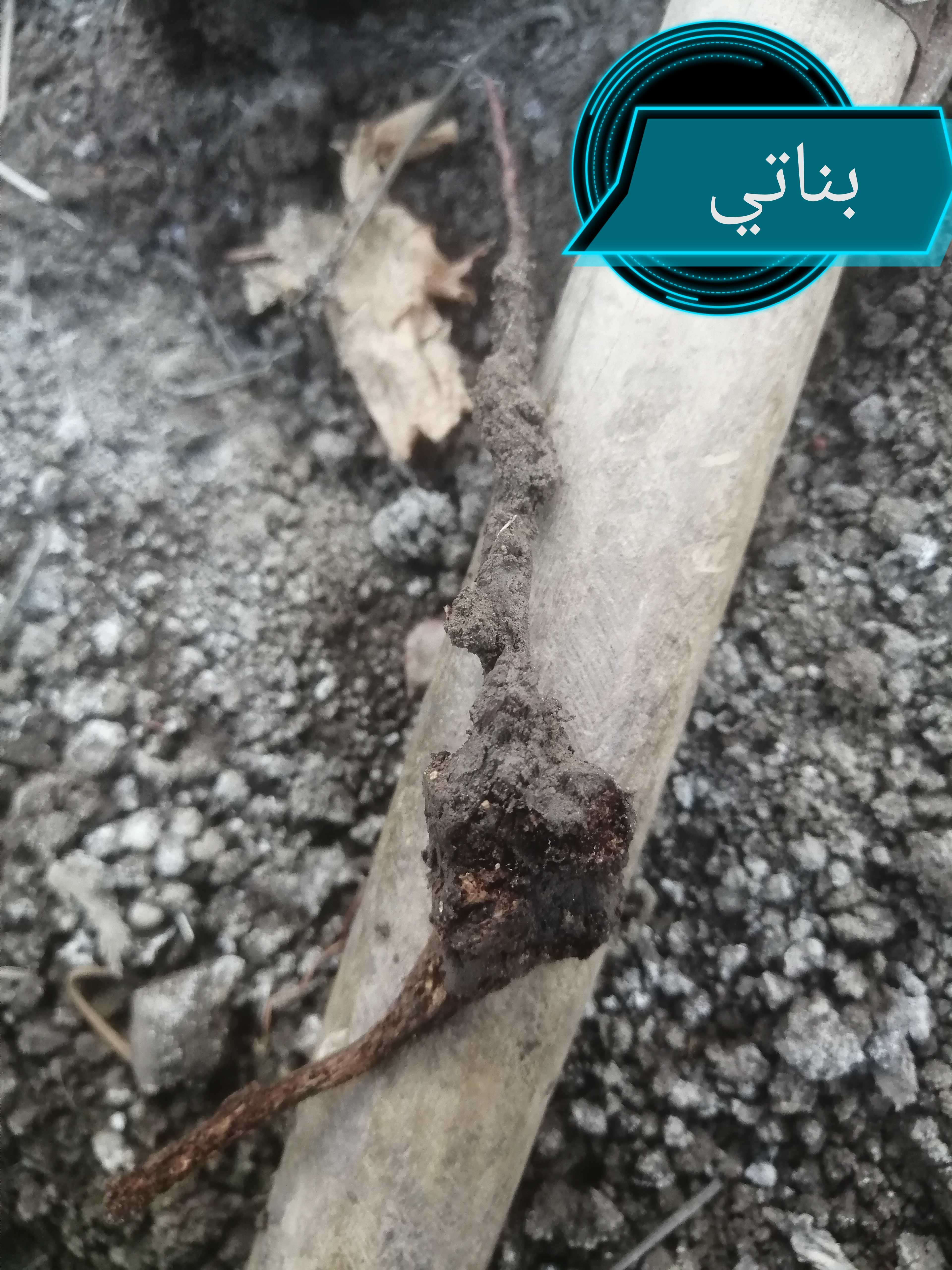 السلام عليكم محتاج برنامج مكافحة افات في العنب خلال تلك المرحلة وسبب انتفاخ في الجذر والعلا