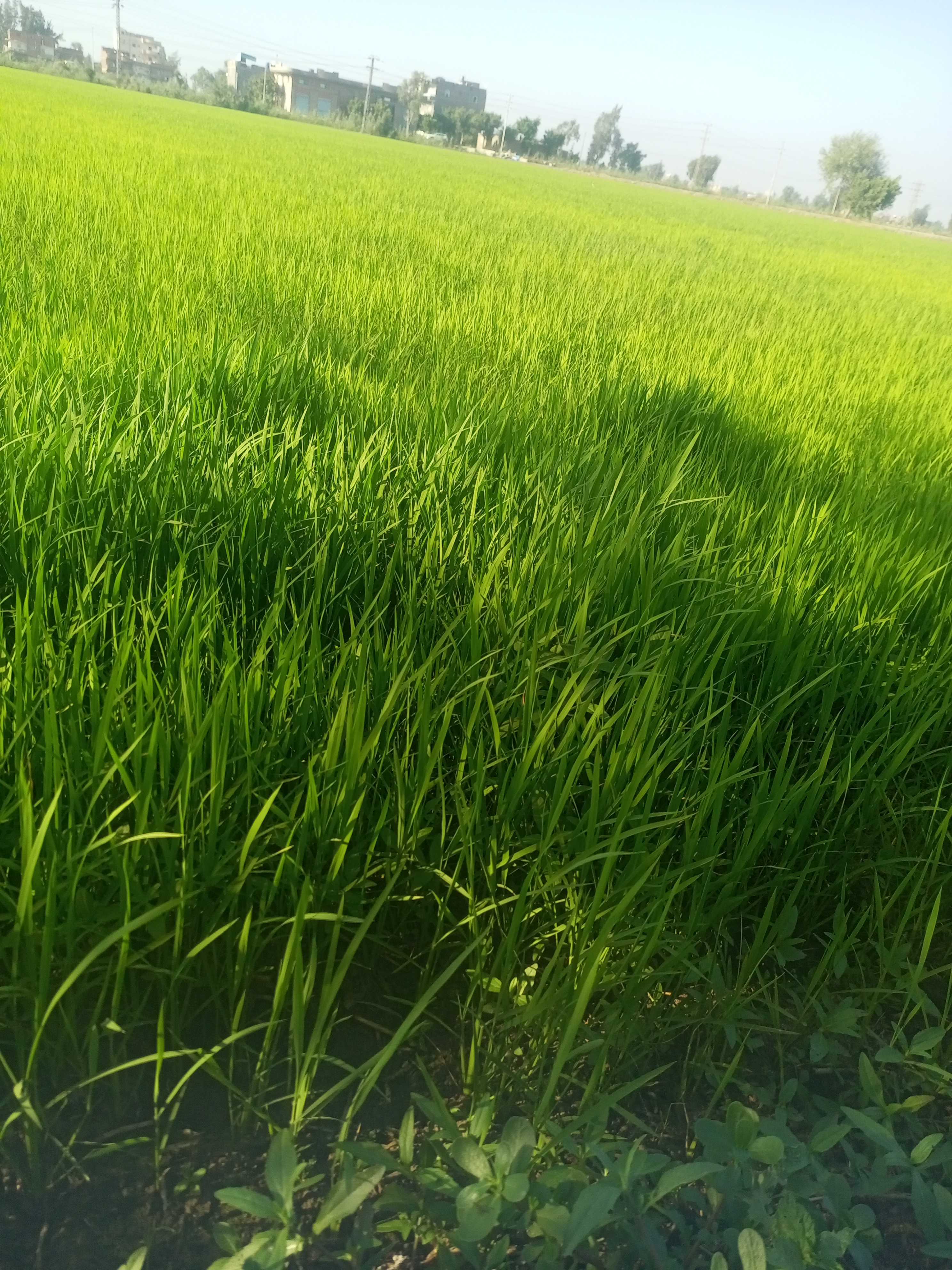 اعلى انتاج للرز