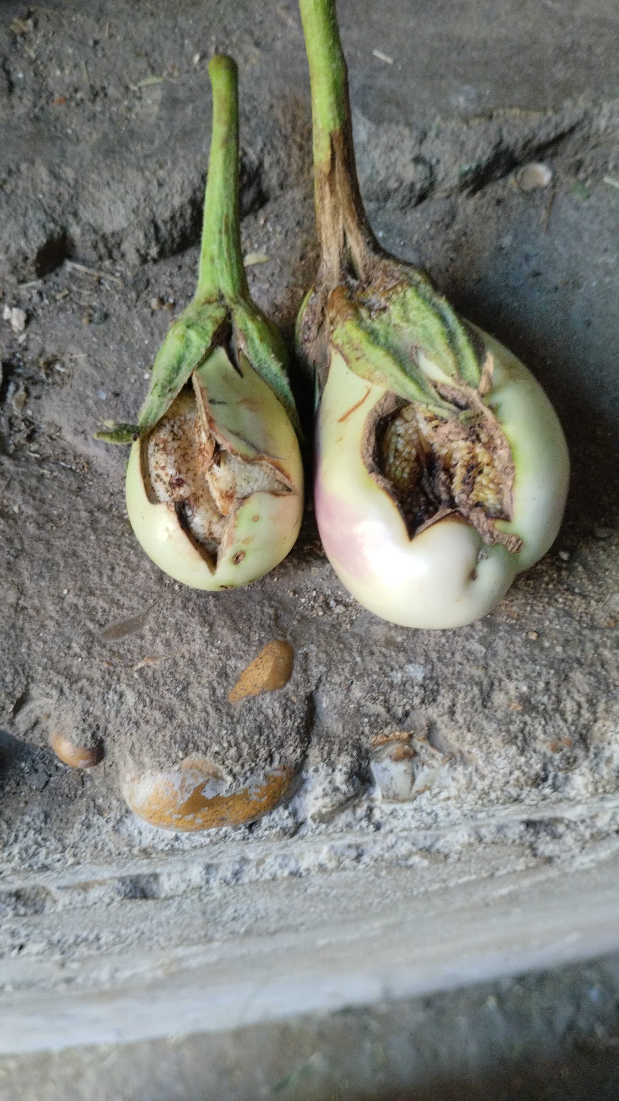 ما سب شق الباذنجان والرمي ايضا