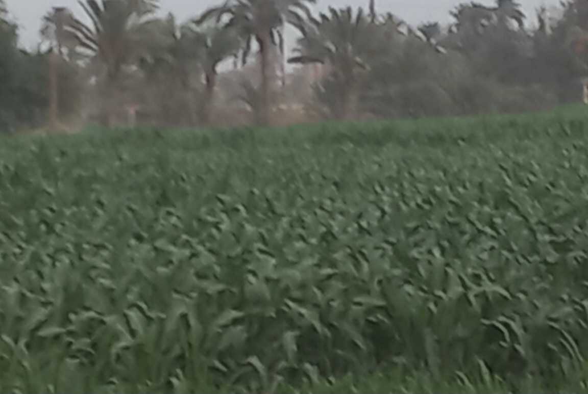 السلام عليكم عندي الذرة الرفيعة عمرها ٥٠ يوم واصيبت بحشرة المن بشكل خفيف هل ارشها بمادة كيميائية ولا انتظر لو الإصابة زادت