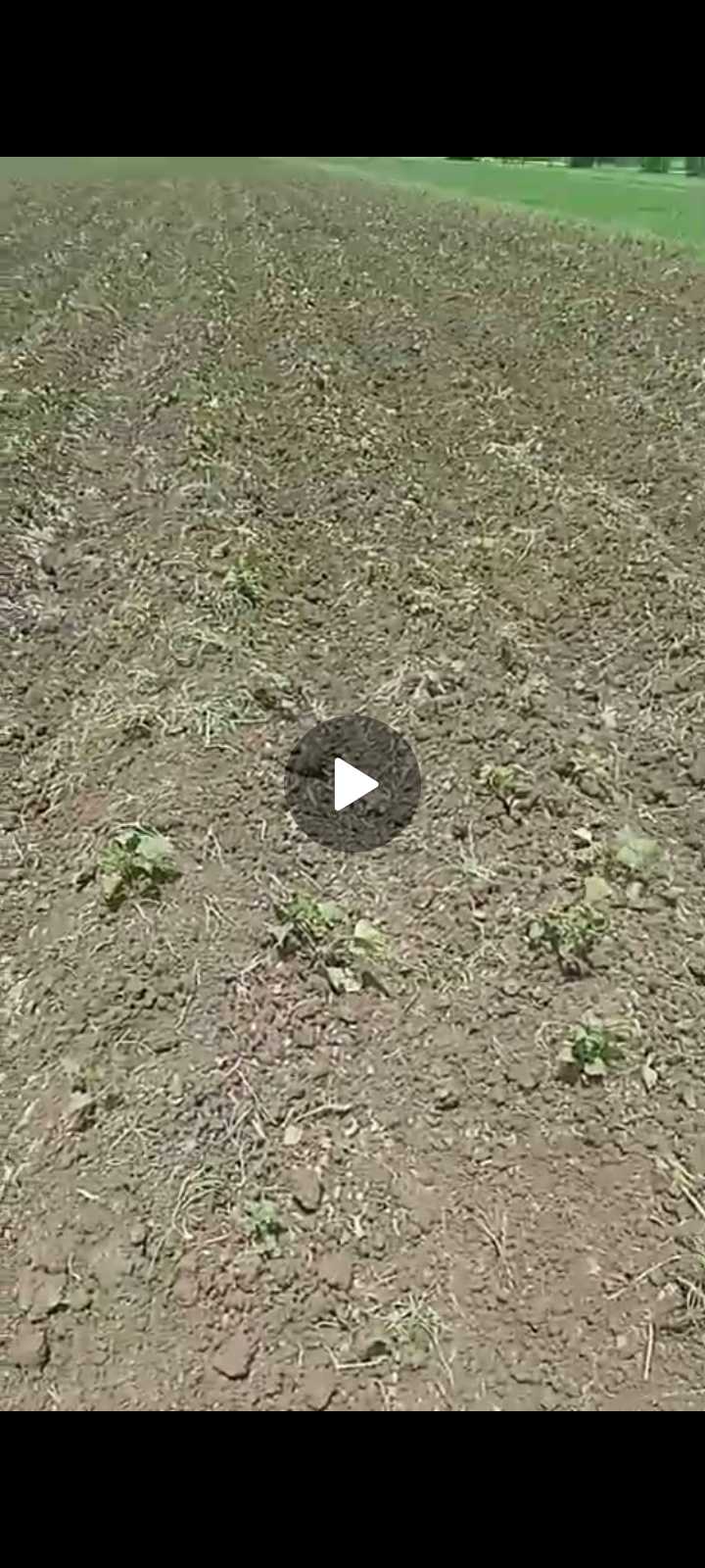عايز العرش يهج