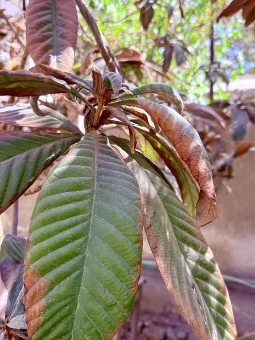 هل ممكن معرفة هذا المرض فى شجرة بشملة منتجة والعلاج المناسب