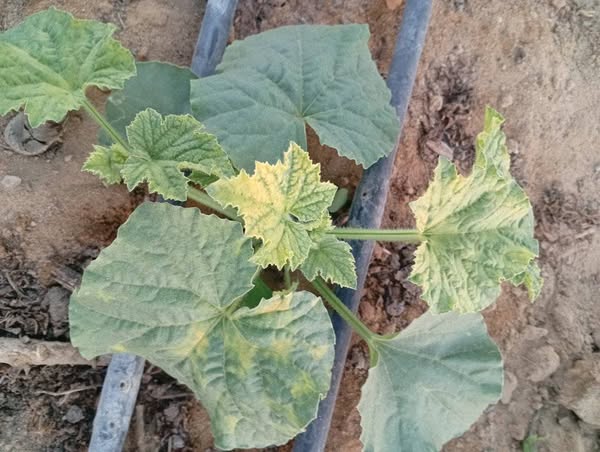 السلام عليكم ورحمه الله وبركاته ممكن تشخيص المرض لو سمحتوا في الكنتالوب