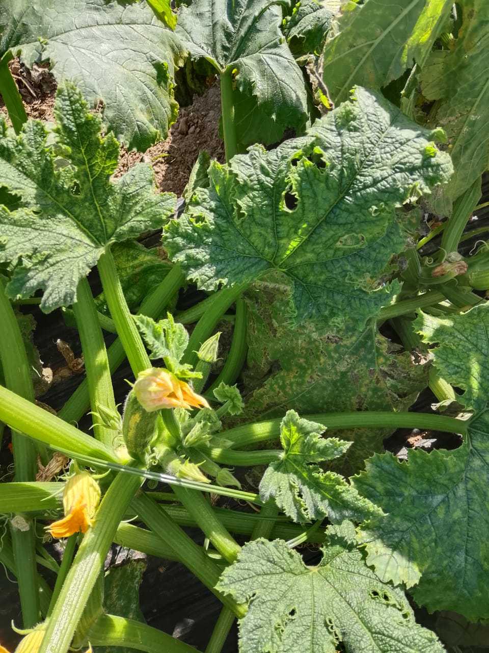 افضل رشه لزيادة تزهير الكوسه مع العلم هي بتذطع