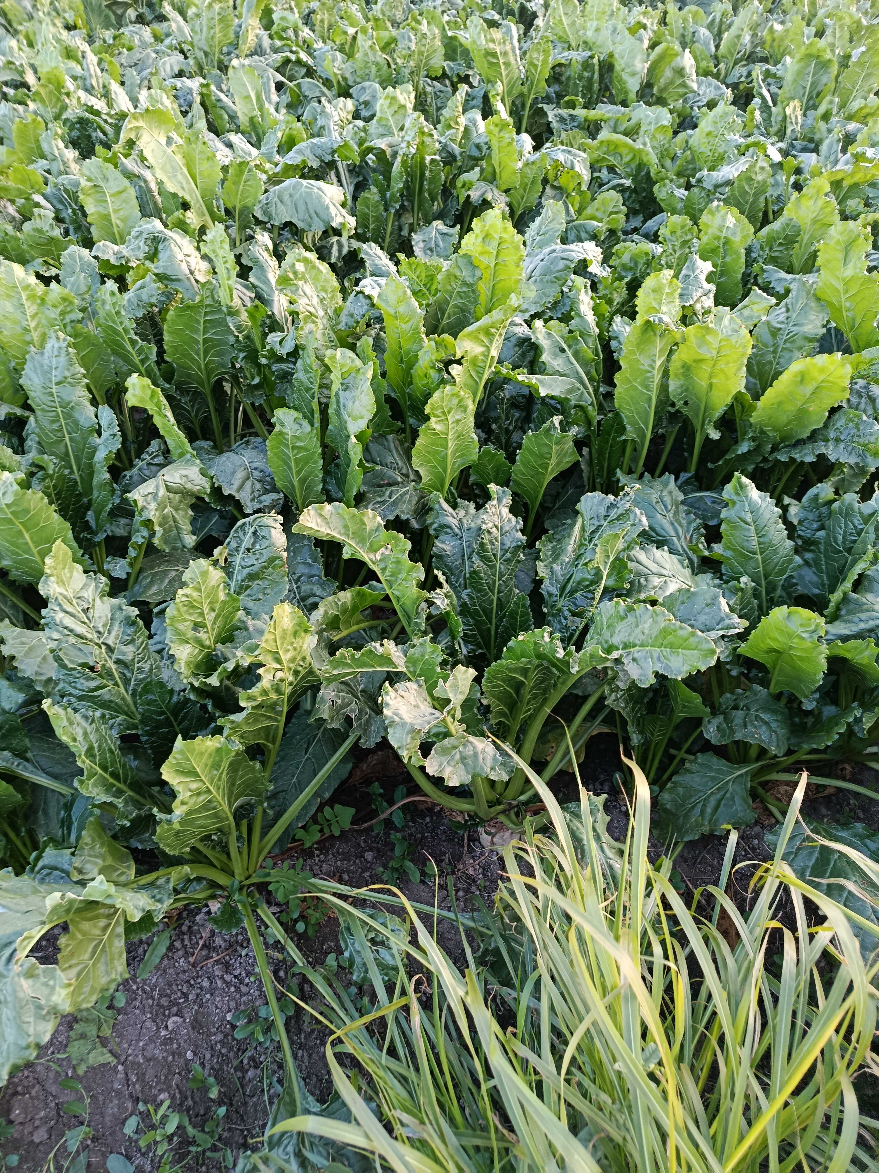 افضل رش تحجيم للبنجر