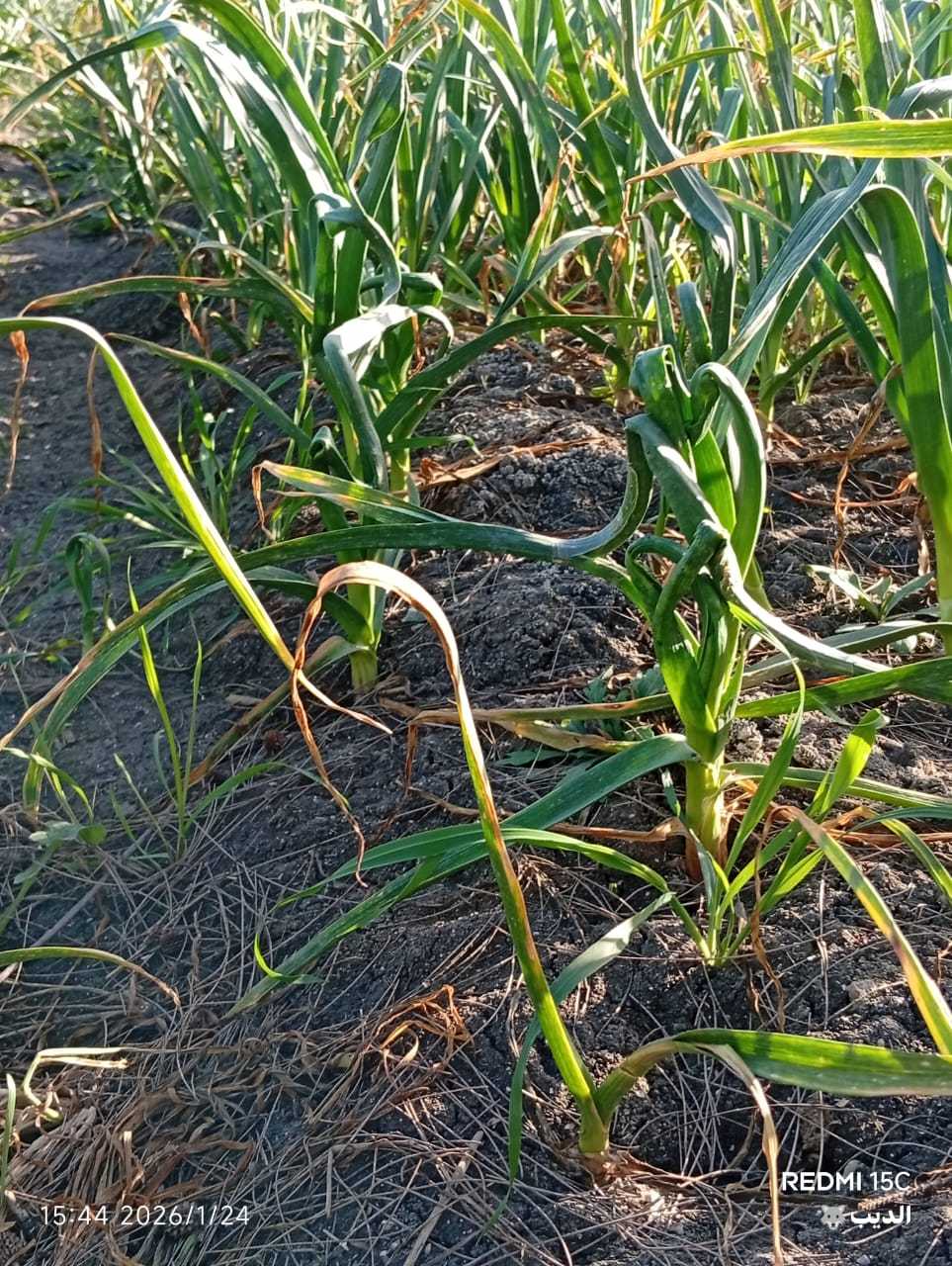 لو سمحت لي التوم بعد ما كان نموه كويس بيعمل كده