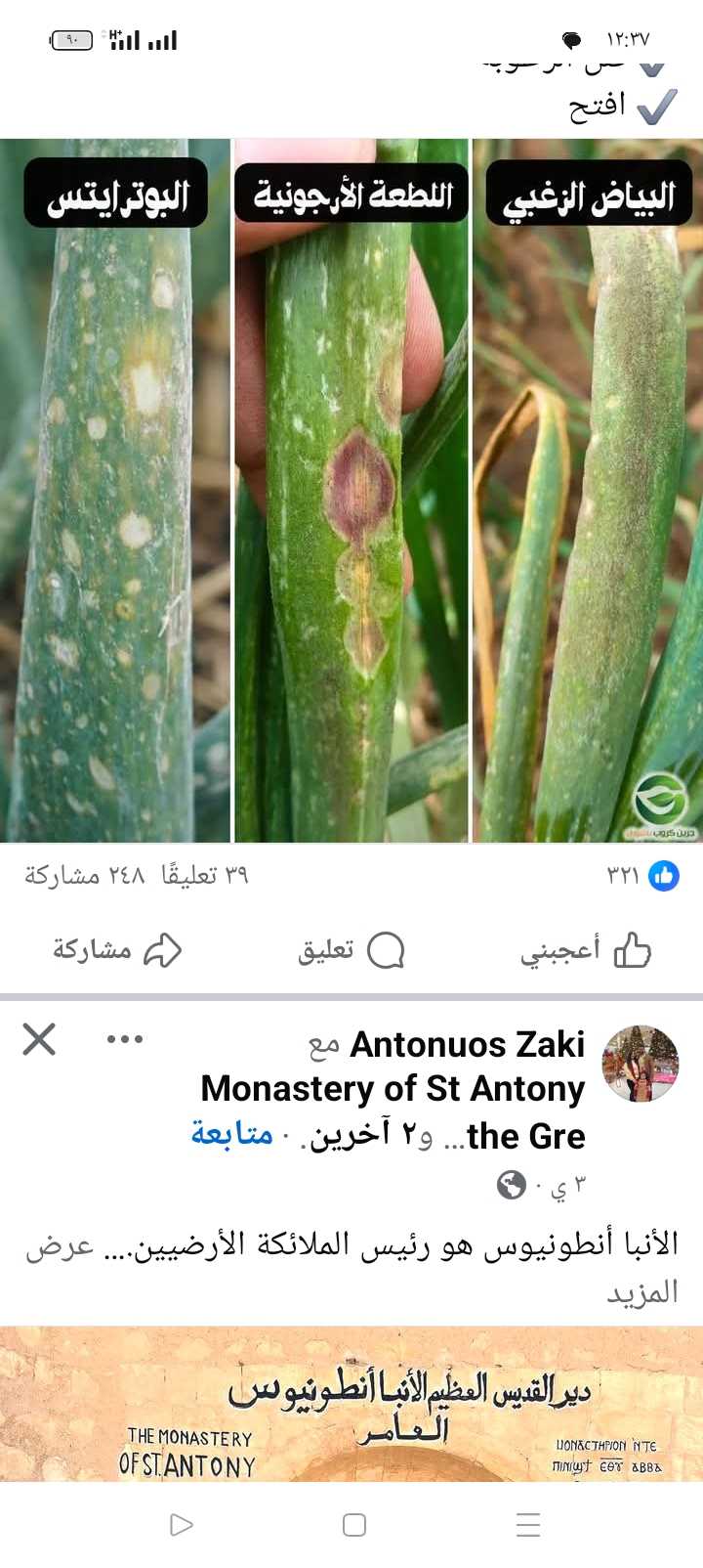 البصل ف طرطفه