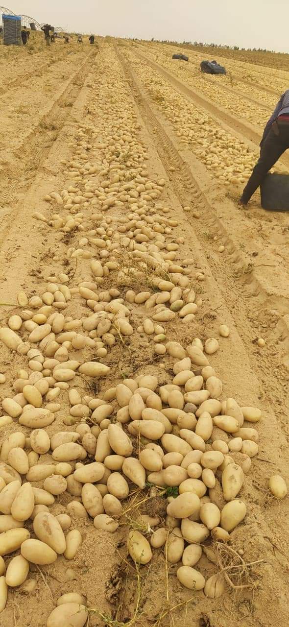 "الزراعة": تعلن عن طفرة غير مسبوقة في فحص بطاطس المائدة المعدة للتصدير   لأول مرة في مصر.. فحص اكثر من مليون طن من البطاطس لتصديرها للخارج