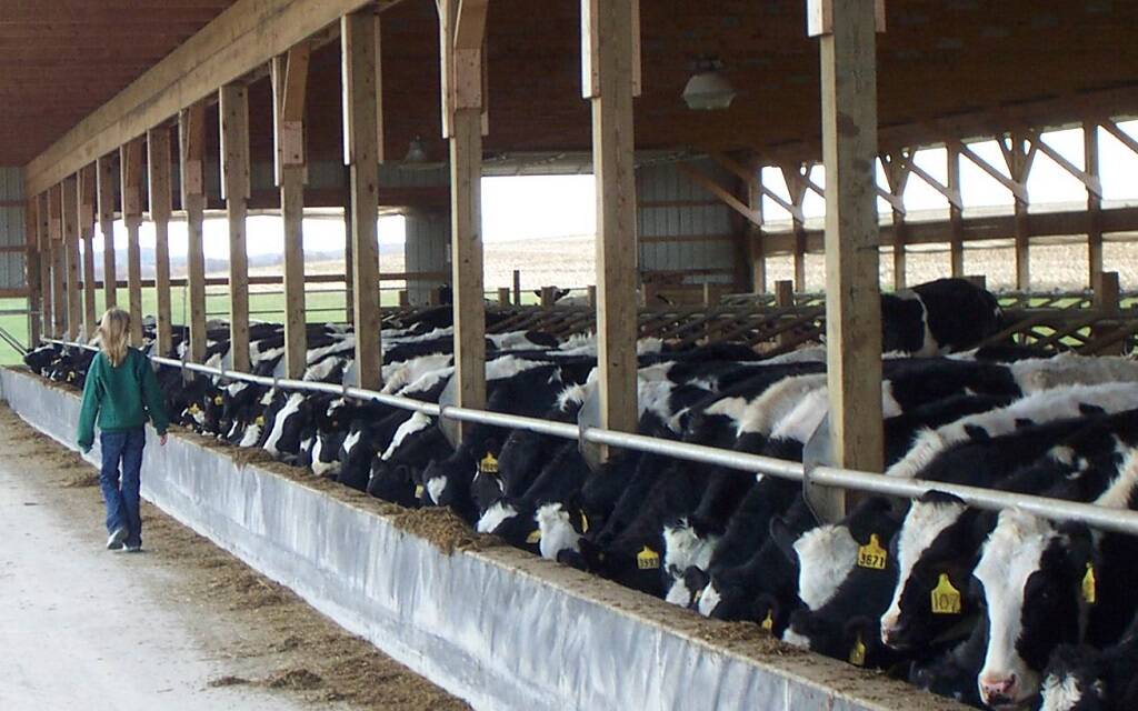 "نهر الخير" تقرر إعداد دراسة جدوى بشأن إنشاء مزرعة تربية ماشية