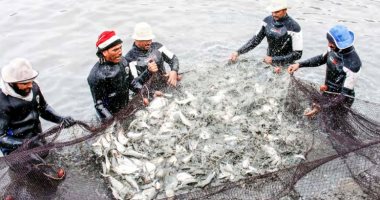 الزراعة: مصر الأولى أفريقيا فى الاستزراع السمكى بإنتاج سنوى 2 مليون طن
