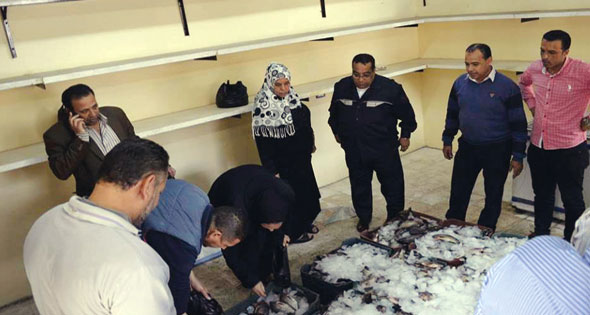 افتتاح 10 منافذ لبيع أسماك «بركة غليون» فى كفر الشيخ