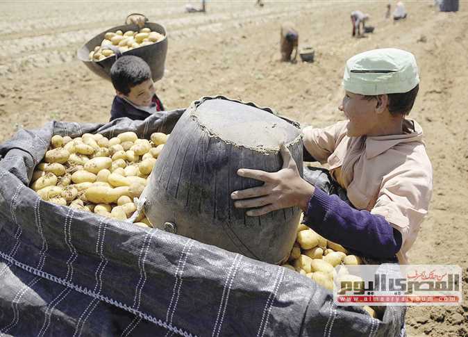 صادرات الموالح والبطاطس تصل إلى 110 آلاف طن فى أسبوع