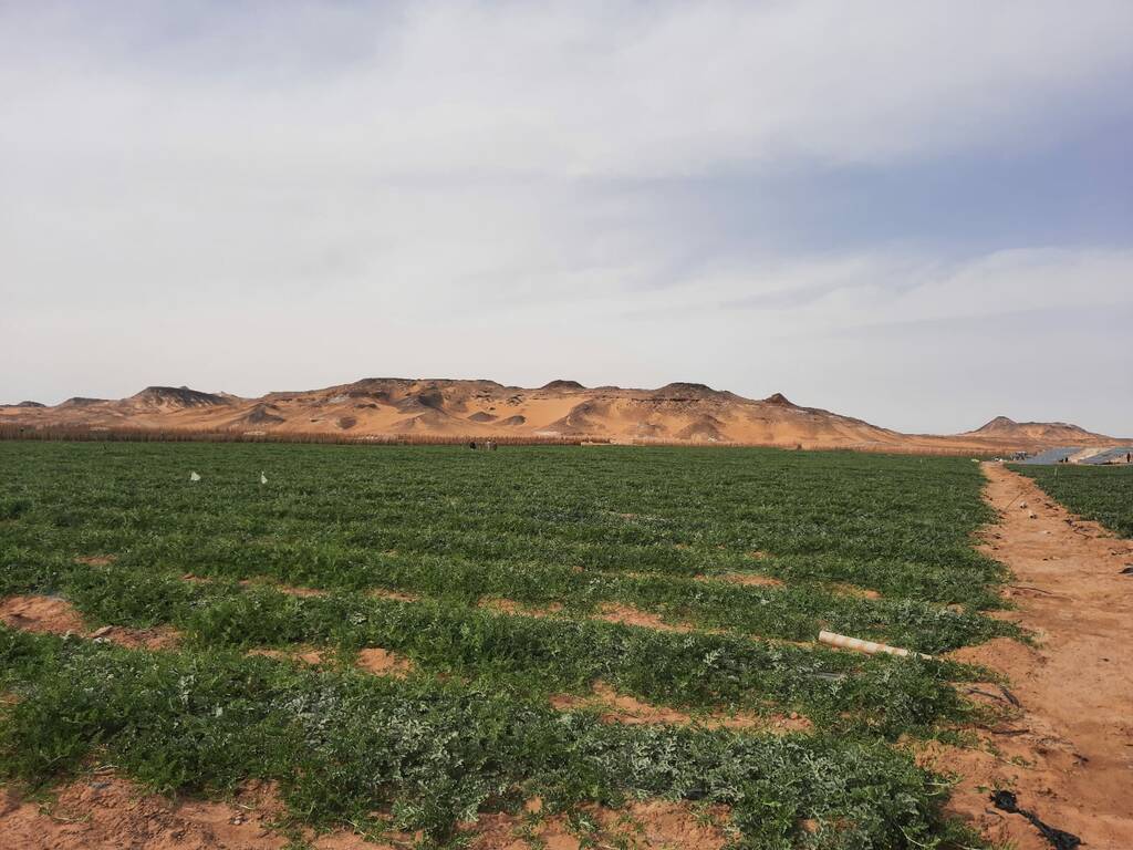 مصر.. تأهيل 4 مشروعات زراعية باستثمارات 3.4 مليار دولار للتنفيذ ضمن "نوفي"