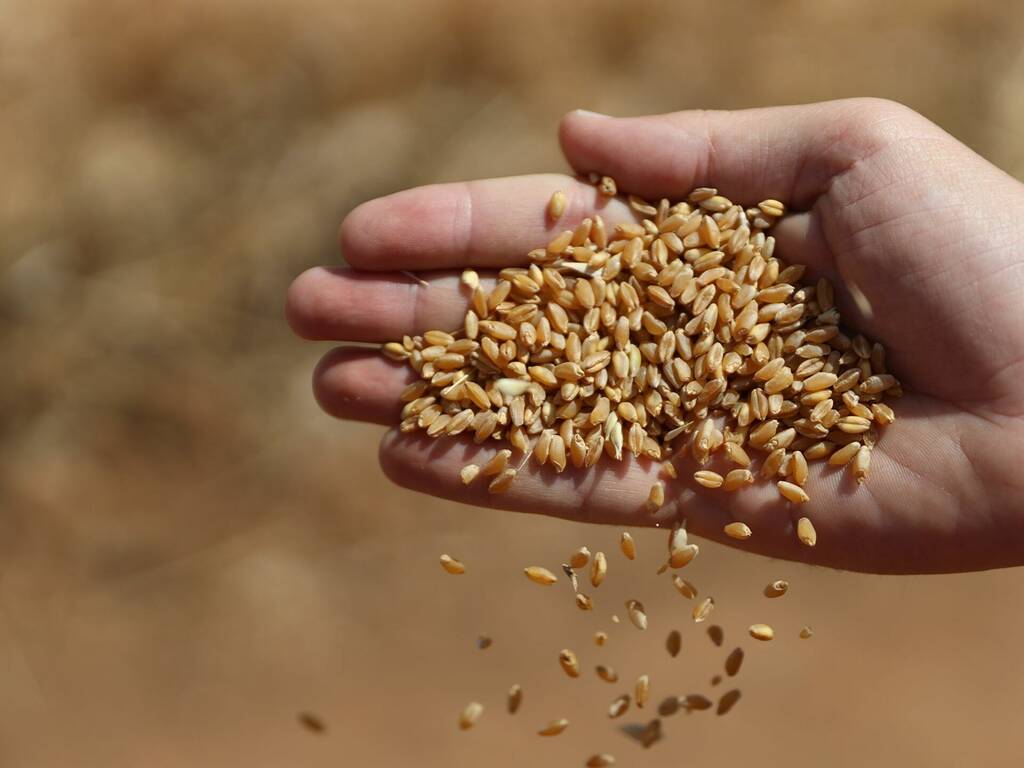 روسيا تستحوذ على ثلثي واردات مصر من القمح خلال 2023