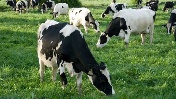 القصة الكاملة لاستيراد أبقار هولشتاين وتأثيرها على أسعار الألبان.. تفاصيل