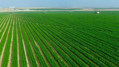 خطوة جديدة نحو إنجازات الزراعة.. أبرز ملامح مشروع "مستقبل مصر"