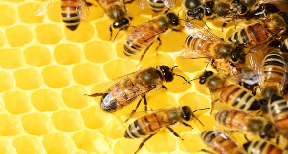 النحل المصرى فى مهمة قومية