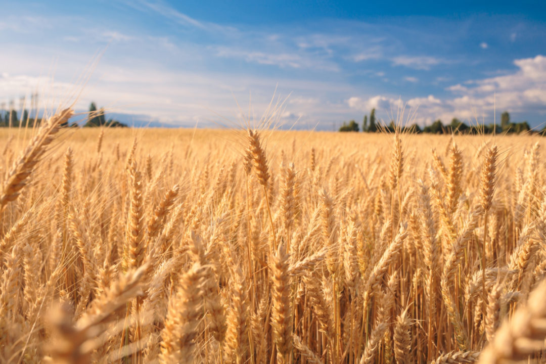 «الزراعة»: حجم توريد القمح يقترب من 3 ملايين طن.. والمعدلات تسير بشكل جيد