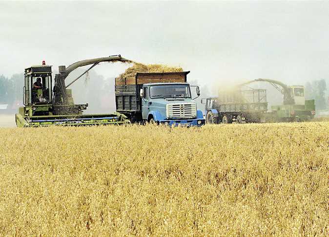 «الزراعة»: مشروعات الاستصلاح الجديدة للتوسع فى القمح والذرة
