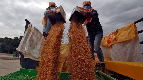 لماذا اعتمدت مصر الهند دولة منشأ لاستيراد القمح؟