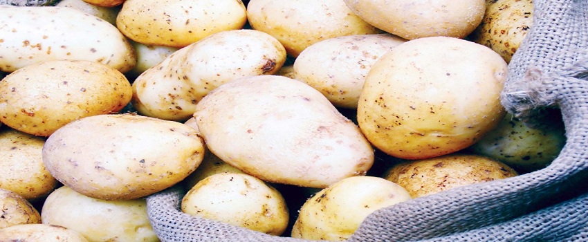 «الزراعة» توافق على طلبات لاستيراد 268.5 ألف طن تقاوي بطاطس للموسم المقبل