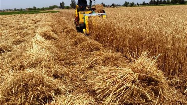 الزراعة: نتوقع استقبال 35 ألف طن قمح من مزارعي بورسعيد