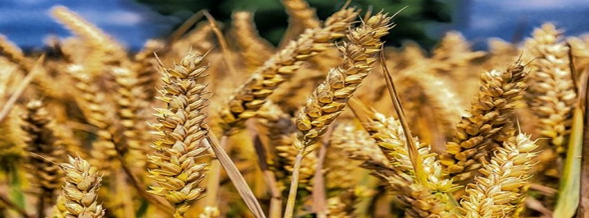 "الزراعة" تصدر نشرة بالتوصيات الفنية لمزارعي محصول القمح يجب مراعاتها خلال شهر نوفمبر